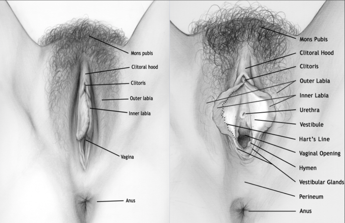 Vulvas anatomi