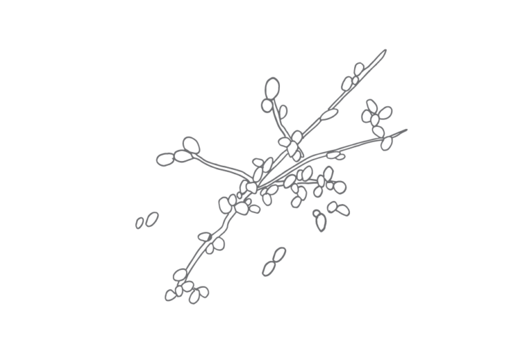 Illustrasjon soppsporer