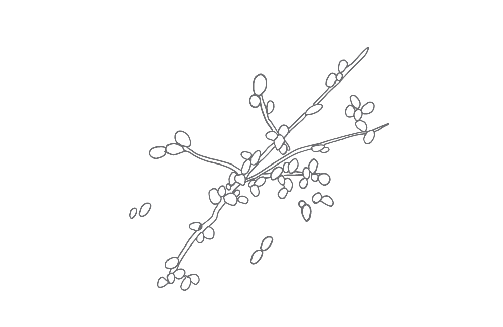 Illustrasjon soppsporer