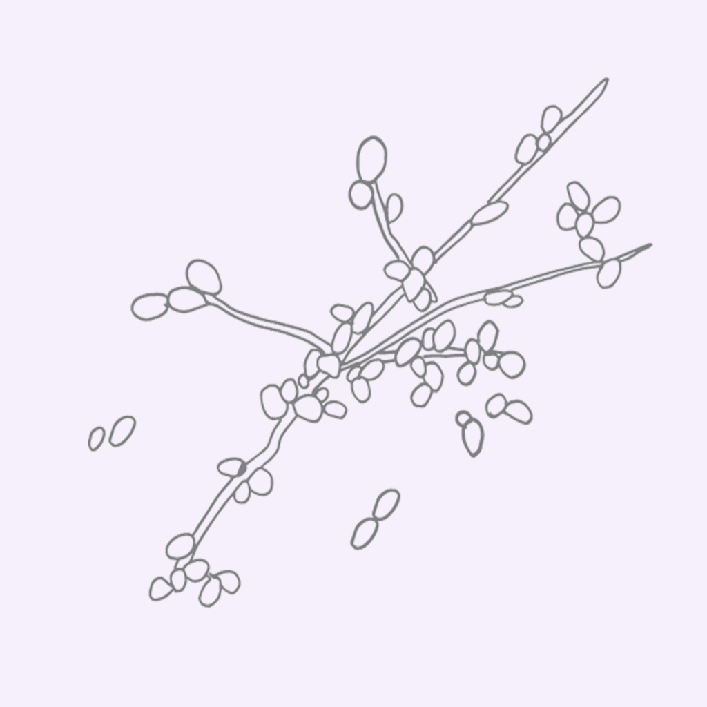 Sopp mikroskopiskgrå