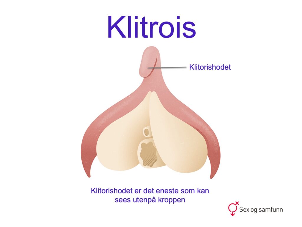 Klitoris og klitorishode